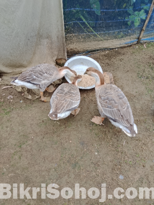 তিনটি রাজহাঁস